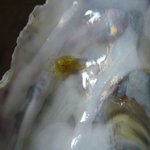 まぐろ処 - 牡蠣の中の小さな世界の住民「蟹の幼生」