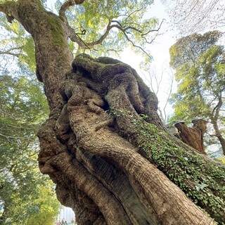 茶寮 五色の杜_1