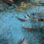 ジャンボ釣船 つり吉 - 