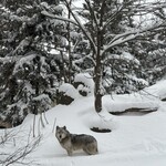 旭山動物園くらぶ パン小屋 - 