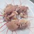 前島食堂 - 料理写真:焼肉若どり塩胡椒 ¥580