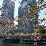 Za Paku - 帝国ホテルは桜の季節がオススメ