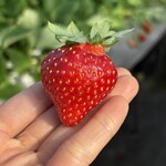 姫路ハートフル観光農園 - 