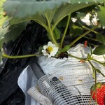 姫路ハートフル観光農園 - 