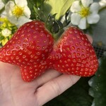 姫路ハートフル観光農園 - 