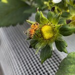 姫路ハートフル観光農園 - 