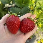 姫路ハートフル観光農園 - 