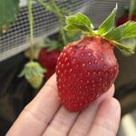 姫路ハートフル観光農園 - 