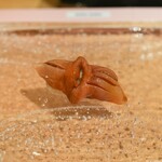 鮨 尚充 - 閖上赤貝