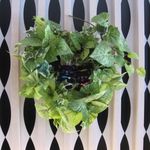 黒猫 - 店内の猫のインテリア(2014.03)