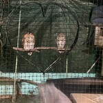 太原 - お店のマスコットのフクロウ達！