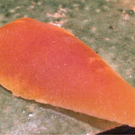 ゆう座 - 再訪　からすみ