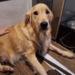 イル・ピッツァイオーロ - 