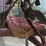むさし - 岩国シロヘビの館