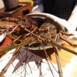 温石 - 焼津産伊勢海老