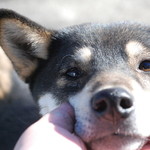 ピッザピッザピッザ - 2014年12月23日〜3日間限定☆
      現役女子高生とピザ屋さんのコラボ500円
      ピザ