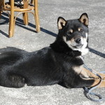 ピッザピッザピッザ - 2014年12月23日〜3日間限定☆
      現役女子高生とピザ屋さんのコラボ500円
      ピザ