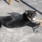 ピッザピッザピッザ - 2014年12月23日〜3日間限定☆
      現役女子高生とピザ屋さんのコラボ500円
      ピザ