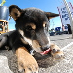 ピッザピッザピッザ - 2014年12月23日〜3日間限定☆
      現役女子高生とピザ屋さんのコラボ500円
      ピザ