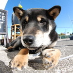 ピッザピッザピッザ - 2014年12月23日〜3日間限定☆
      現役女子高生とピザ屋さんのコラボ500円
      ピザ