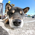 ピッザピッザピッザ - 2014年12月23日〜3日間限定☆
      現役女子高生とピザ屋さんのコラボ500円
      ピザ