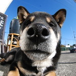 ピッザピッザピッザ - 2014年12月23日〜3日間限定☆
      現役女子高生とピザ屋さんのコラボ500円
      ピザ