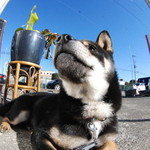 ピッザピッザピッザ - 2014年12月23日〜3日間限定☆
      現役女子高生とピザ屋さんのコラボ500円
      ピザ