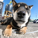 ピッザピッザピッザ - 2014年12月23日〜3日間限定☆
      現役女子高生とピザ屋さんのコラボ500円
      ピザ