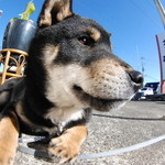 ピッザピッザピッザ - 2014年12月23日〜3日間限定☆
      現役女子高生とピザ屋さんのコラボ500円
      ピザ