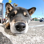 ピッザピッザピッザ - 2014年12月23日〜3日間限定☆
      現役女子高生とピザ屋さんのコラボ500円
      ピザ