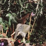 レインフォレストカフェ・トーキョー - 