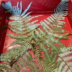 山海料理仁志乃 - 