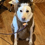 マリティーム - レイ君(馬)