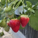 イチゴ ワールド - 