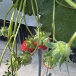 イチゴ ワールド - 