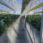 イチゴ ワールド - 