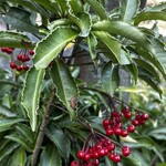 日本茶きみくら - 