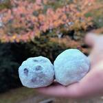 ひろ季や - ♪塩豆大福 & 丹波栗大福♪