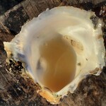 Uo Uriba Morita Suisan Nakaminato Uo Ichiba Mae