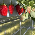 いちごやサン - 