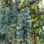 川平ファーム - 