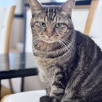 姫宿 花かざし - 