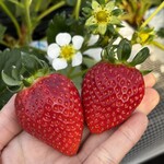 姫路ハートフル観光農園 - 