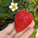 姫路ハートフル観光農園 - 