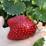 姫路ハートフル観光農園 - 