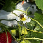 姫路ハートフル観光農園 - 