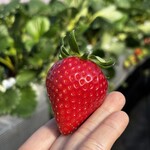 姫路ハートフル観光農園 - 