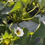 姫路ハートフル観光農園 - 