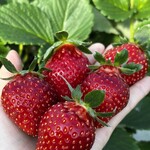 姫路ハートフル観光農園 - 