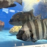 せいもん払い - 